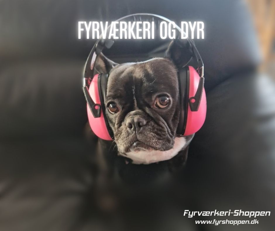 Martin Gotliebs hund Vilma tr&aelig;net med fyrv&aelig;rkerilyde siden hvalp og rolig til nyt&aring;r